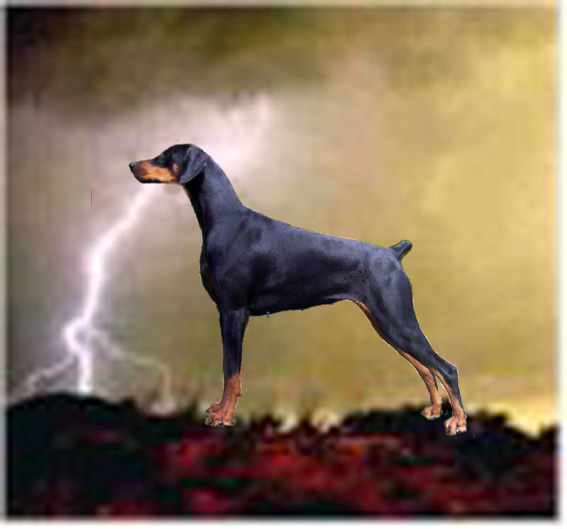 lilystorm.jpg